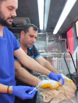 Can Dost 18 Bin Sokak Hayvanına Ulaştı