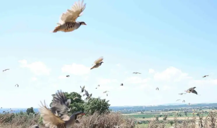 Çanakkale’de 1000 Keklik Doğaya Salındı